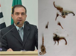 Vereador Alexandre Pierroni solicita limpeza de terreno que está com infestação de escorpiões